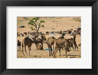 Framed Camel Market, Pushkar Camel Fair, India