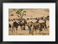 Framed Camel Market, Pushkar Camel Fair, India