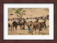 Framed Camel Market, Pushkar Camel Fair, India