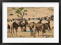 Framed Camel Market, Pushkar Camel Fair, India