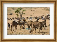 Framed Camel Market, Pushkar Camel Fair, India