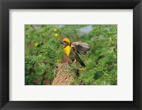 Framed Baya Weaver bird, Keoladeo National Park, India