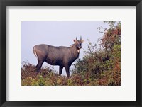 Framed Bluebull Stag, Keoladeo National Park, India.