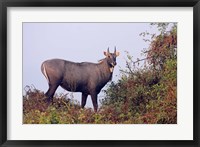 Framed Bluebull Stag, Keoladeo National Park, India.