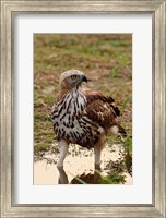 Framed Changeable Hawk Eagle, Corbett National Park, India
