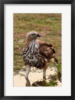 Framed Changeable Hawk Eagle, Corbett National Park, India