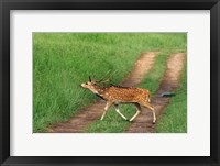 Framed Chital Stag, Corbett National Park, India