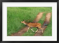 Framed Chital Stag, Corbett National Park, India