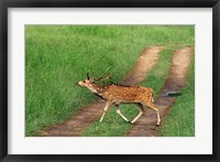 Framed Chital Stag, Corbett National Park, India