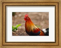 Framed Close up of Red Jungle Fowl, Corbett National Park, India
