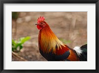 Framed Close up of Red Jungle Fowl, Corbett National Park, India