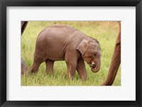 Framed Indian Elephant calf,Corbett National Park, India