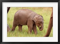 Framed Indian Elephant calf,Corbett National Park, India