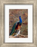 Framed Indian Peacock, Ranthambhor National Park, India