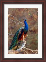 Framed Indian Peacock, Ranthambhor National Park, India