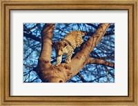 Framed Leopard wildlife, Ranthambhor National Park, India