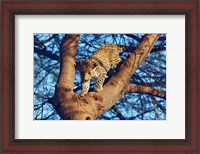 Framed Leopard wildlife, Ranthambhor National Park, India