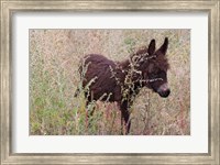 Framed Little Donkey, Leh, Ladakh, India
