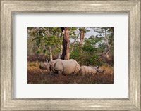 Framed One-horned Rhinoceros and young, Kaziranga National Park, India