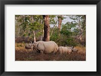 Framed One-horned Rhinoceros and young, Kaziranga National Park, India