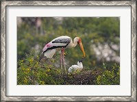 Framed Painted Stork birds, Keoladeo National Park, India