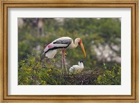 Framed Painted Stork birds, Keoladeo National Park, India