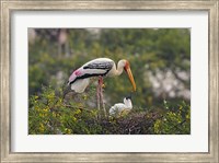 Framed Painted Stork birds, Keoladeo National Park, India