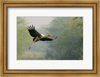Framed Painted Stork in flight, Keoladeo National Park, India
