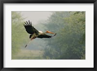 Framed Painted Stork in flight, Keoladeo National Park, India