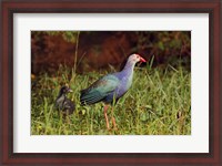Framed Purple Moorhen and young birds, Keoladeo NP, India