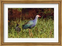 Framed Purple Moorhen and young birds, Keoladeo NP, India