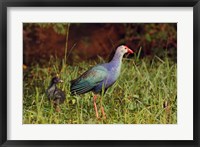 Framed Purple Moorhen and young birds, Keoladeo NP, India