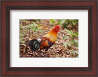 Framed Red Jungle Fowl, Corbett National Park, India
