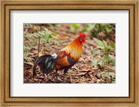Framed Red Jungle Fowl, Corbett National Park, India