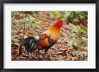 Framed Red Jungle Fowl, Corbett National Park, India