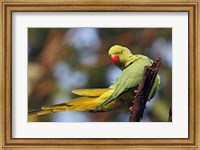 Framed Roseringed Parakeet tropical bird, Keoladeo NP, India