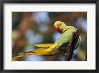 Framed Roseringed Parakeet tropical bird, Keoladeo NP, India