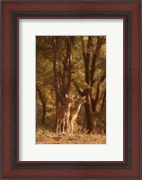 Framed Spotted Deers watching Tiger, Ranthambhor NP, India