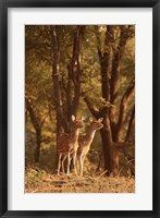 Framed Spotted Deers watching Tiger, Ranthambhor NP, India