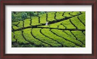 Framed Tea Plantation, Kerala, India