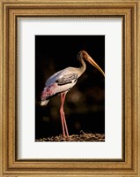 Framed Painted Stork, Bharatpur, Keoladeo National Park, Rajasthan, India