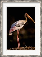 Framed Painted Stork, Bharatpur, Keoladeo National Park, Rajasthan, India