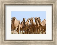 Framed Camels in the desert, Pushkar, Rajasthan, India