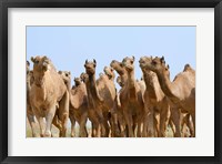 Framed Camels in the desert, Pushkar, Rajasthan, India