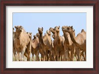 Framed Camels in the desert, Pushkar, Rajasthan, India