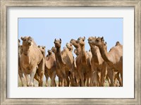 Framed Camels in the desert, Pushkar, Rajasthan, India