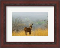 Framed Sambar Deer in Ranthambore National Park, Rajasthan, India