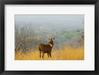 Framed Sambar Deer in Ranthambore National Park, Rajasthan, India