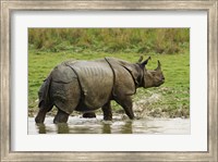 Framed One-horned Rhinoceros, coming out of jungle pond, Kaziranga NP, India