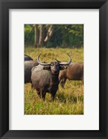 Framed Wild Buffalo in the grassland, Kaziranga National Park, India